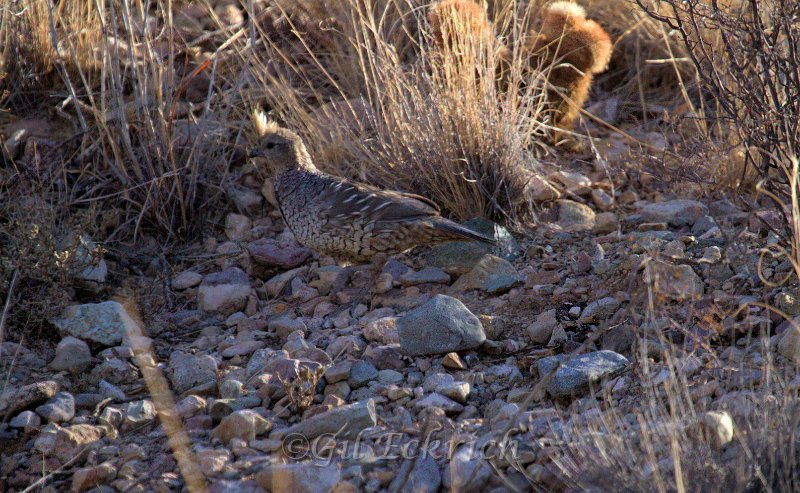 Scaled Quail 2011_07_17_1717.jpg
